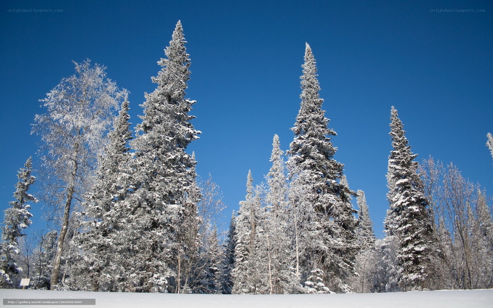 Snow-covered trees under blue sky