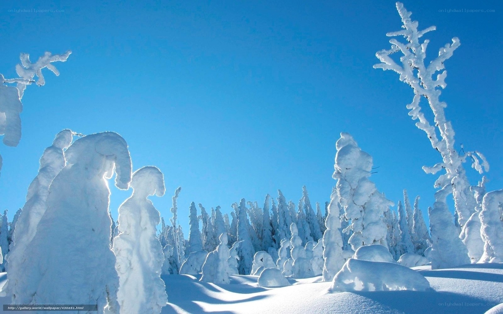 Snow-covered trees under blue sky