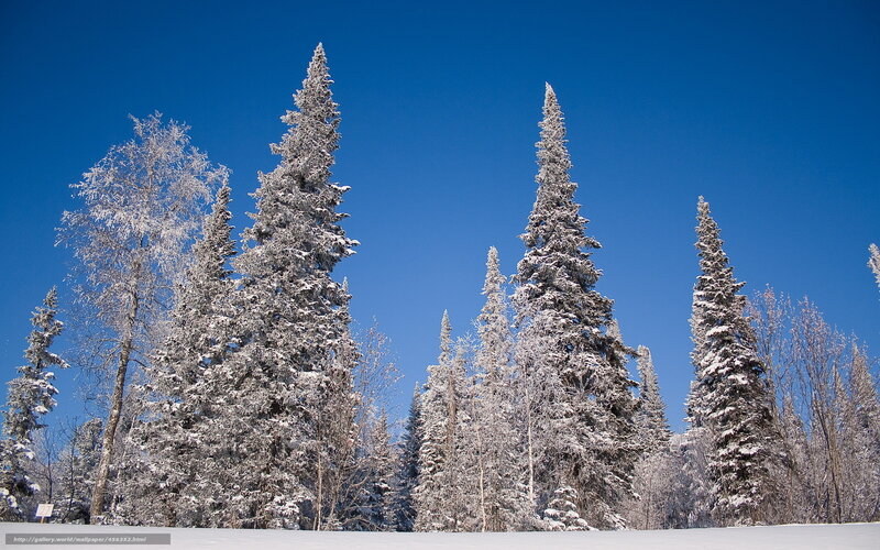 Snow-covered trees under blue sky