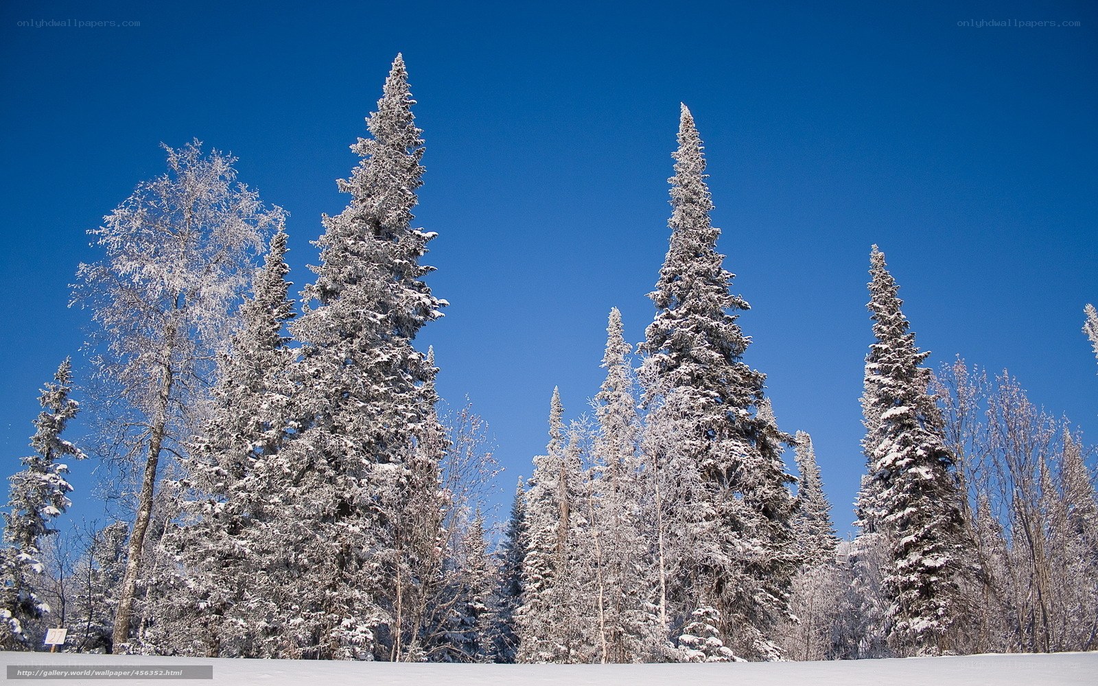 Snow-covered trees under blue sky
