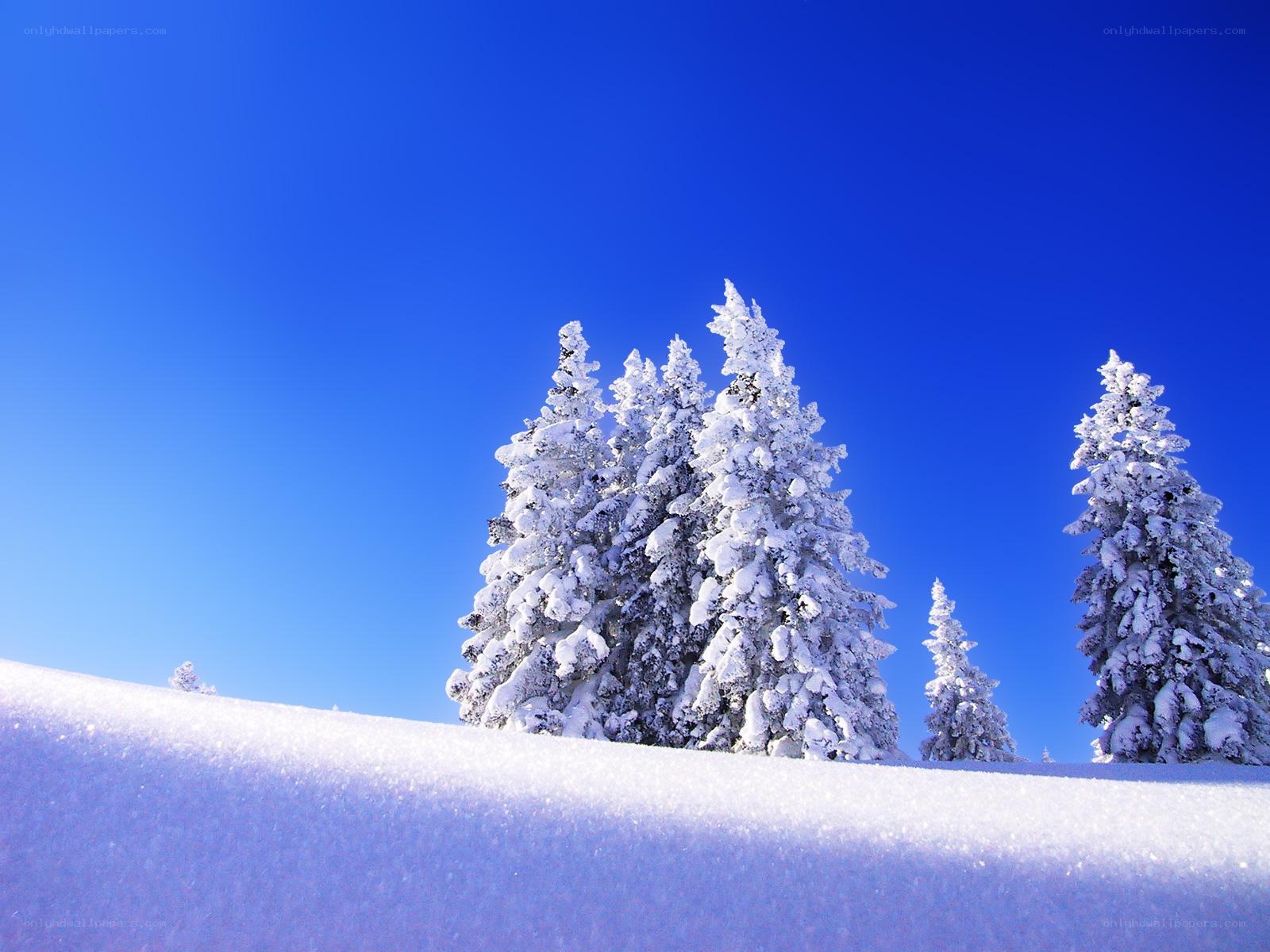 Snow-covered trees under blue sky