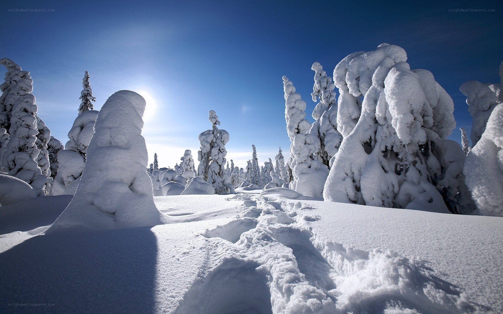 Snow-covered trees under blue sky