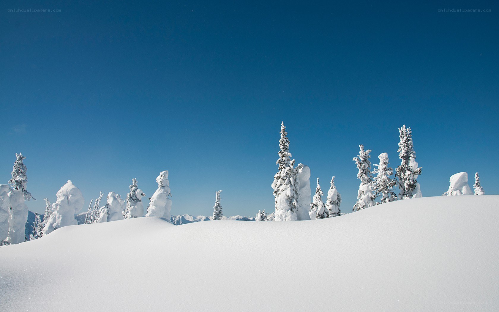 Snow-covered trees under blue sky