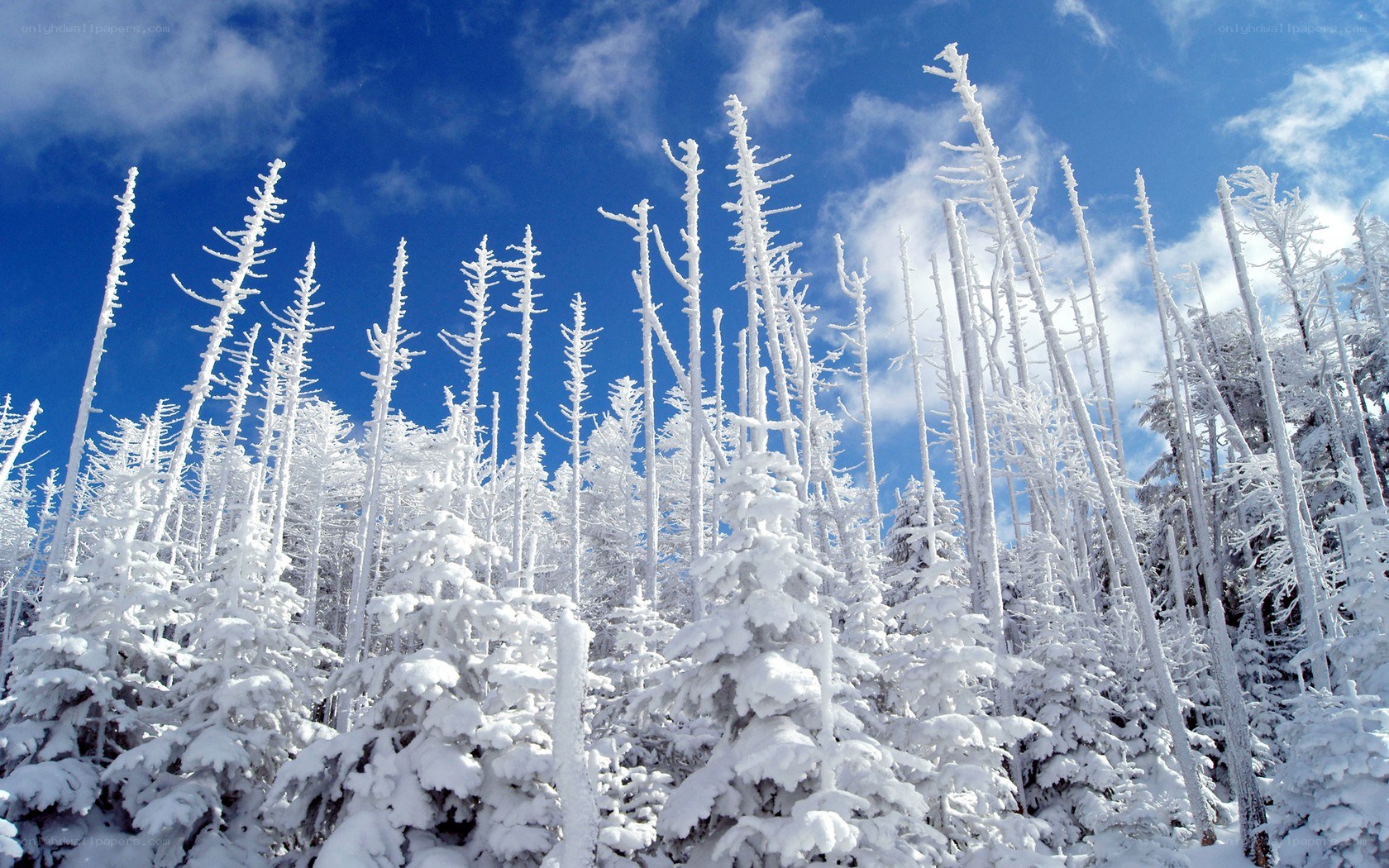 Snow-covered trees under blue sky
