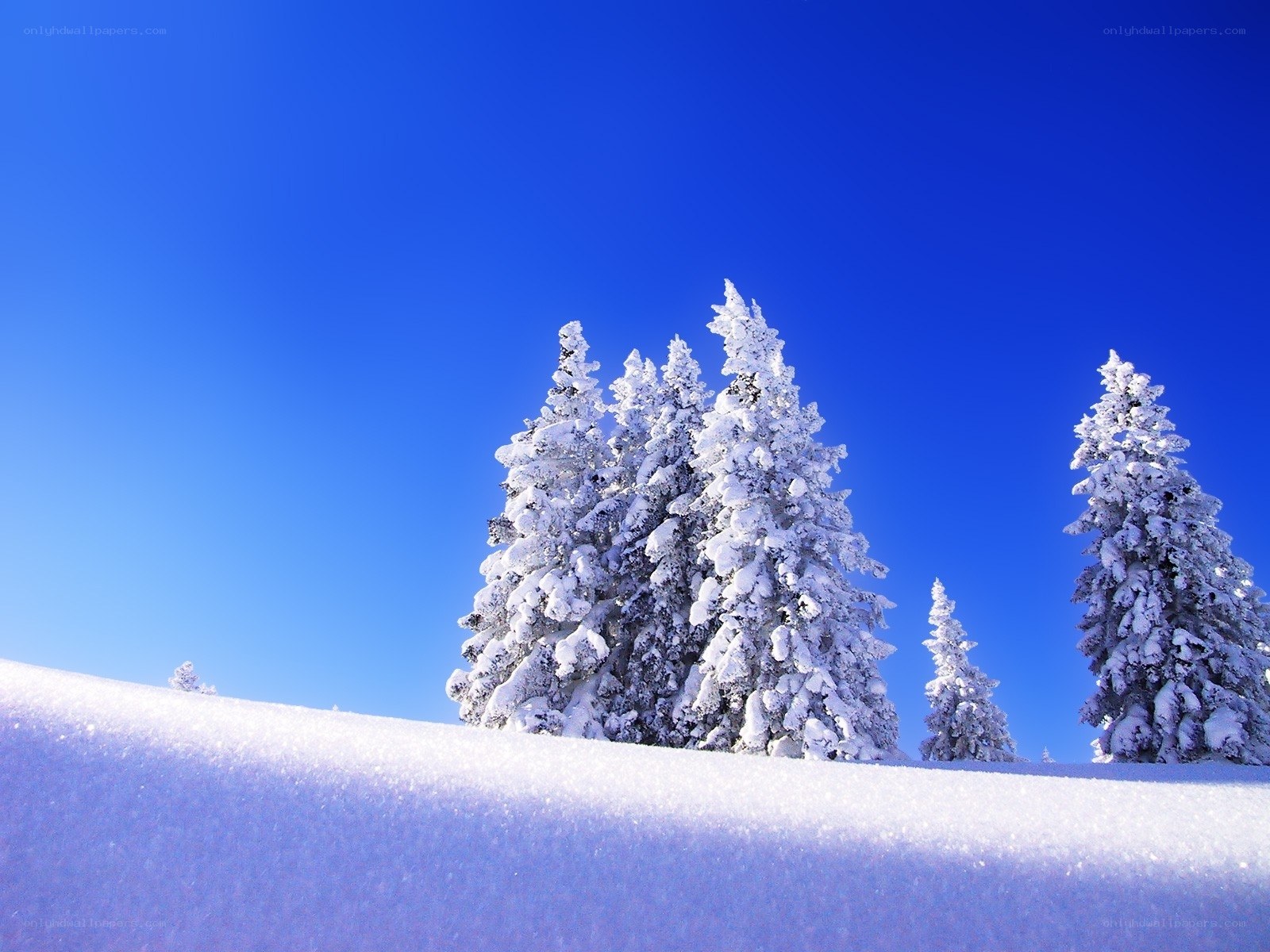 Snow-covered trees under blue sky