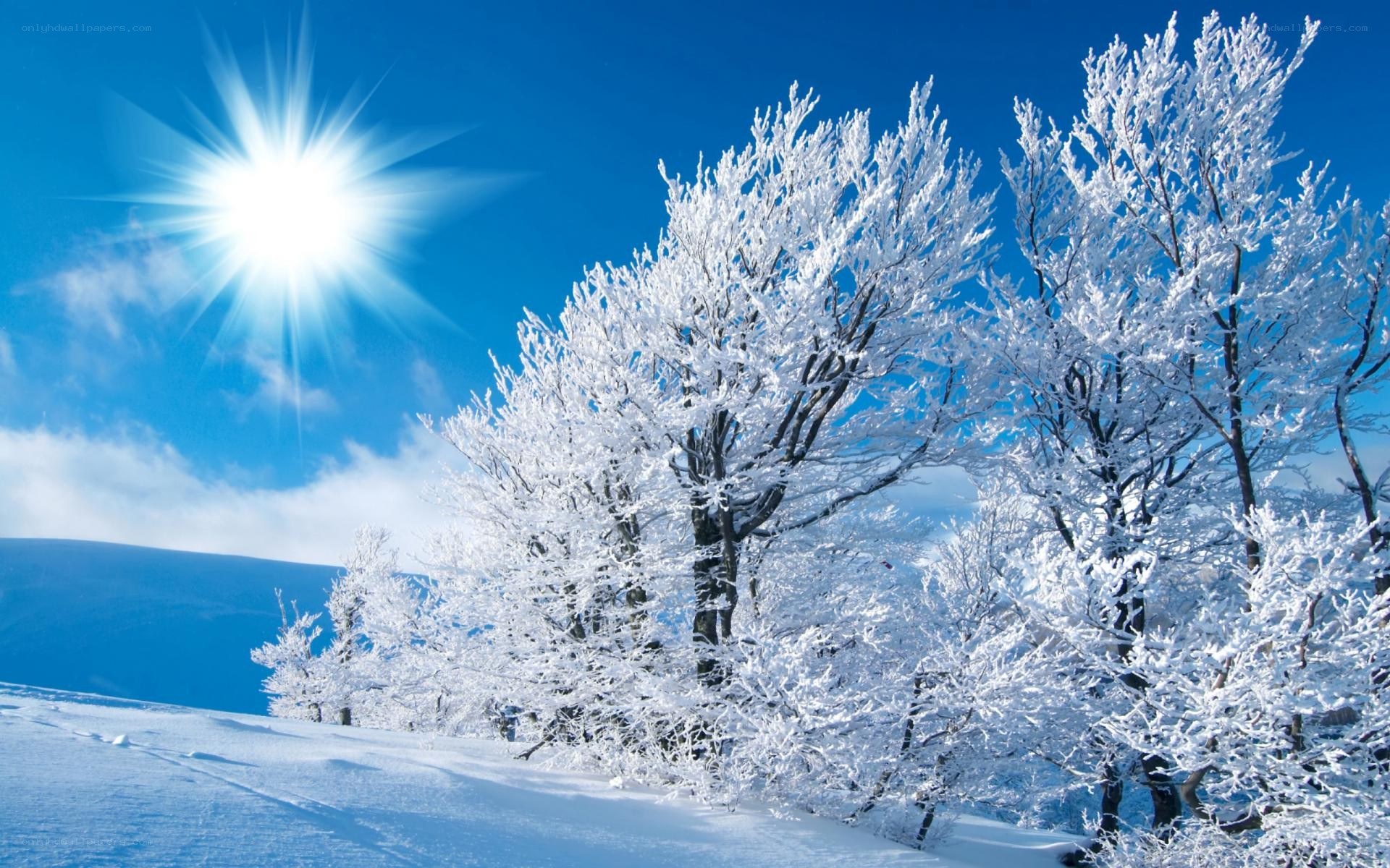 Snow-covered trees under bright sun