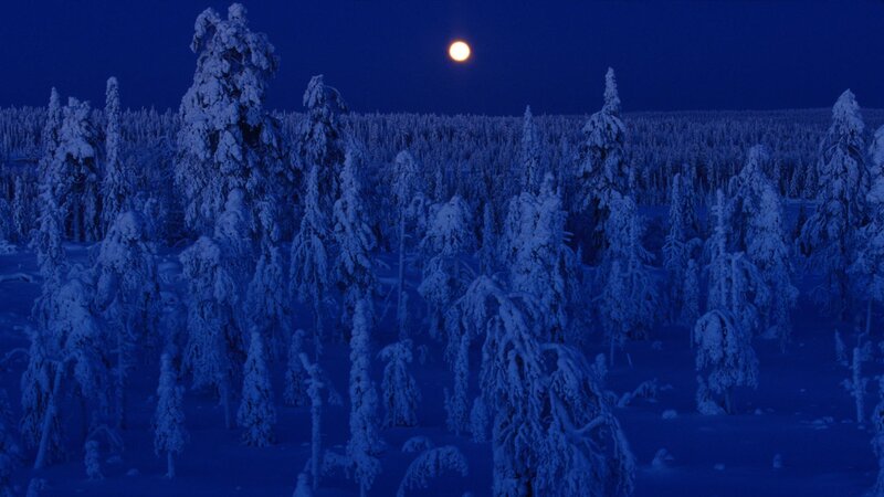 Snow-covered Trees under Moon — Blue, Serene, Night