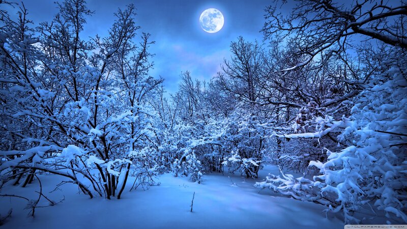 Snow-covered Trees under Moon — Blue