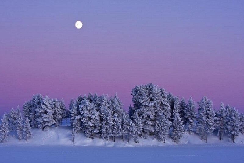 Snow-covered Trees under Moon — Purple