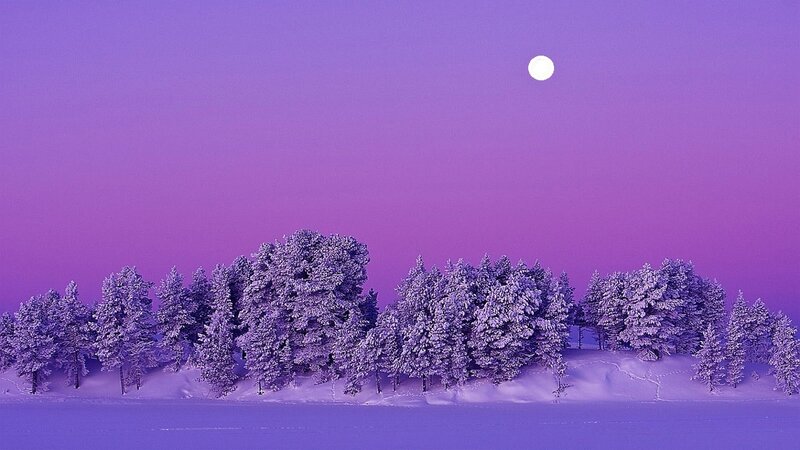 Snow-covered Trees under Moon