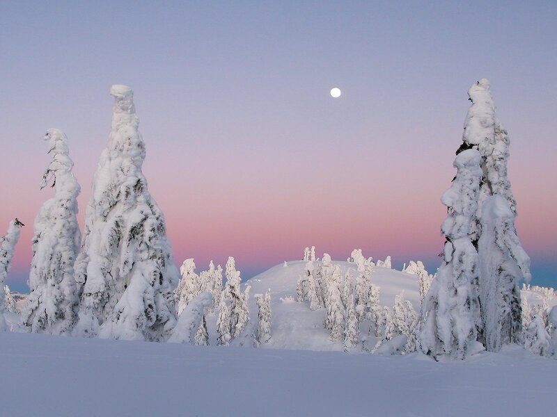 Snow-covered trees under moonlight