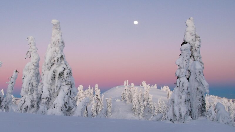 Snow-covered trees under moonlight