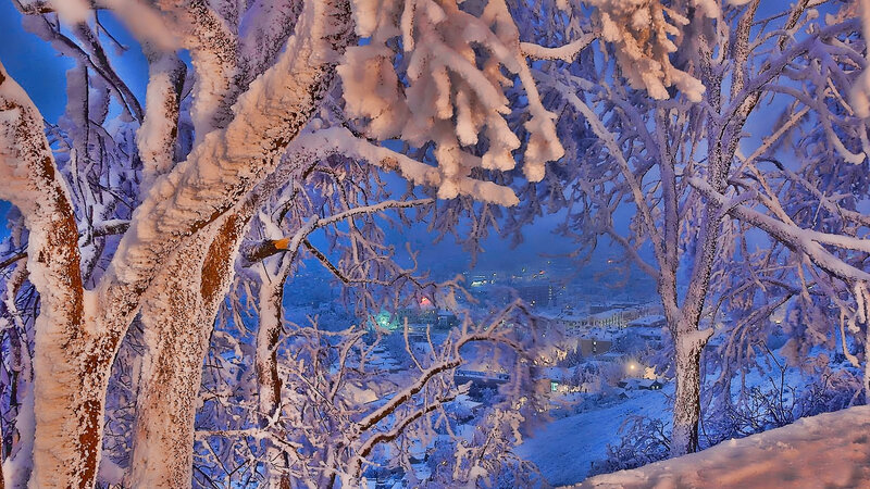 Snow-covered Trees View — Blue