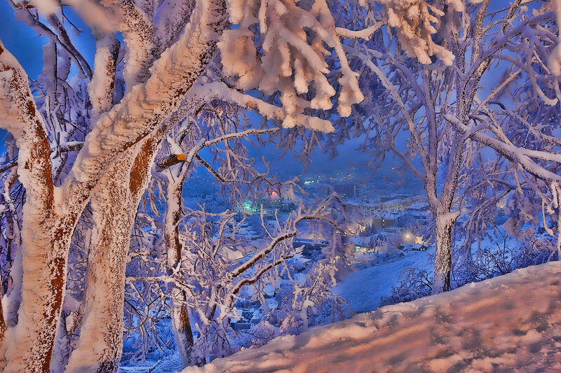 Snow-covered Trees View