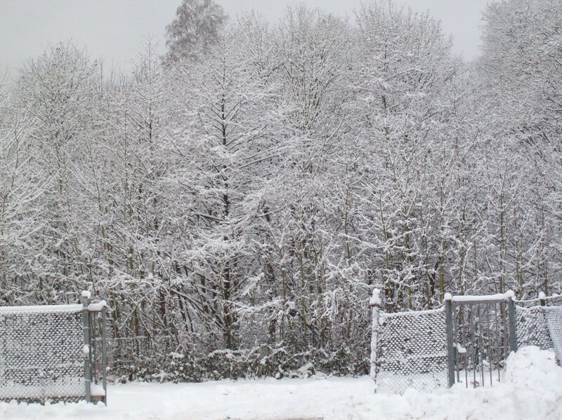 Snow-covered Trees — White, Calm