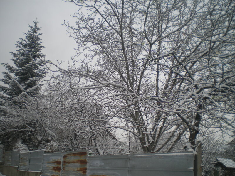 Snow-covered Trees — White, Calm, Winter, Photograph, Fence