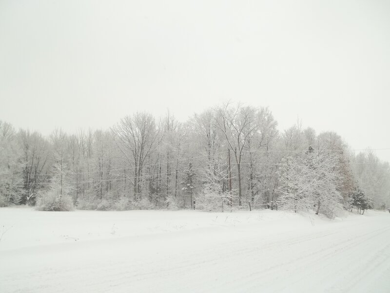 Snow-covered Trees — White, Calm, Winter, Photograph, Field