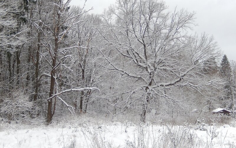 Snow-covered Trees — White, Calm, Winter, Photograph, Forest
