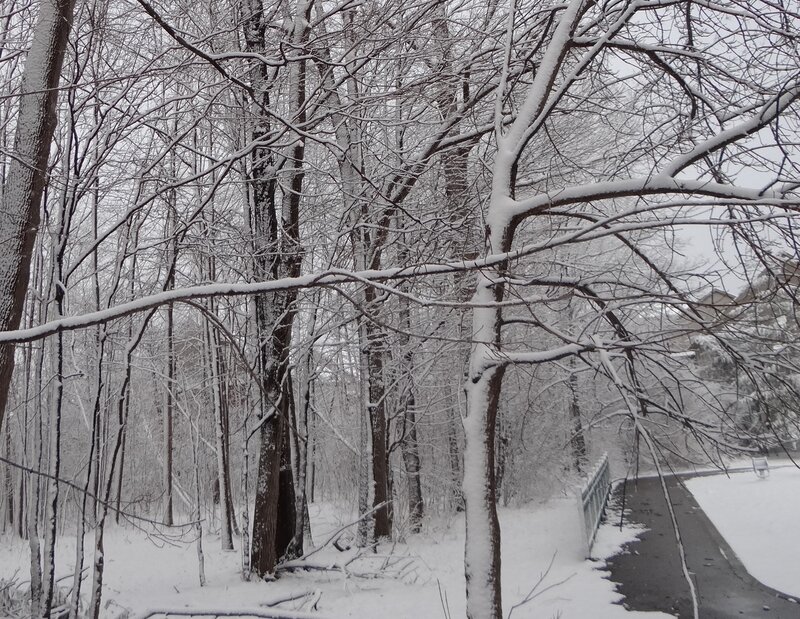 Snow-covered Trees — White, Calm, Winter, Photograph, Path