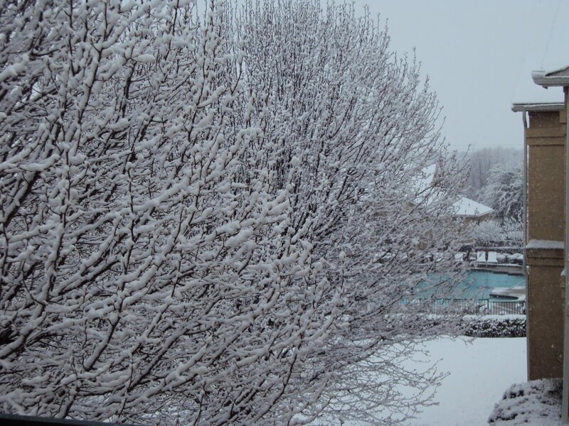 Snow-covered Trees — White, Calm, Winter, Photograph, Pool