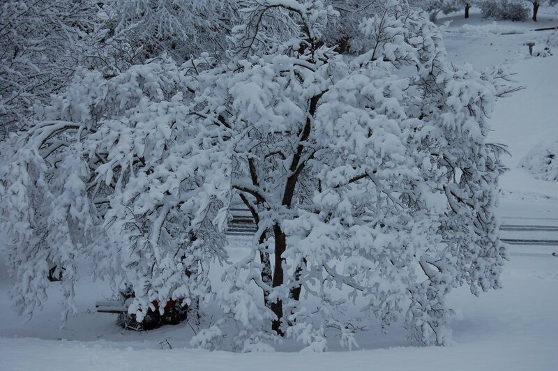 Snow-covered Trees — White, Calm, Winter, Photograph, Snow, Bench