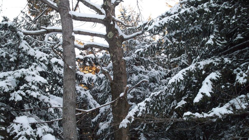 Snow-covered Trees — White, Calm, Winter, Photograph, Snow, Branches