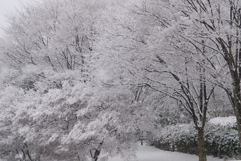 Snow-covered Trees — White, Calm, Winter, Photograph, Snow, Bushes, Black