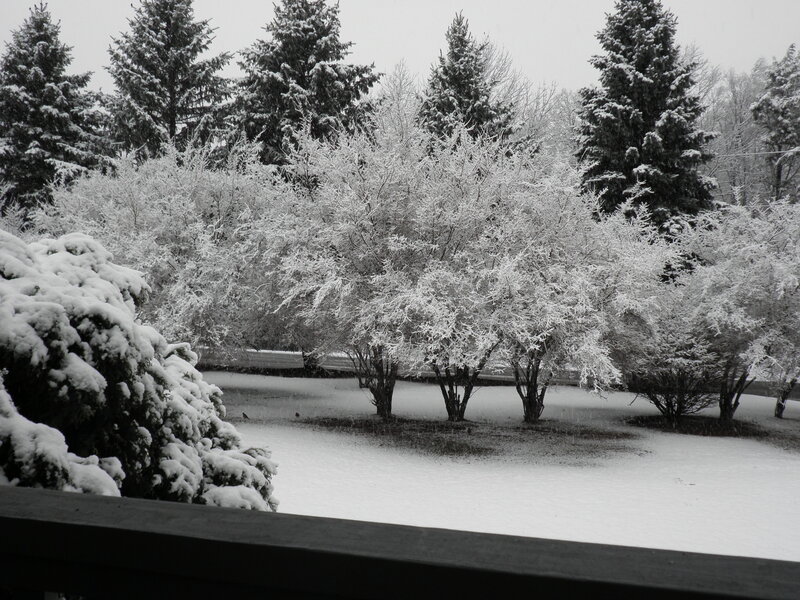 Snow-covered Trees — White, Calm, Winter, Photograph, Snow, Deck Railing
