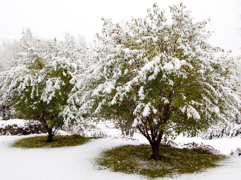 Snow-covered Trees — White, Calm, Winter, Photograph, Snow, Grass