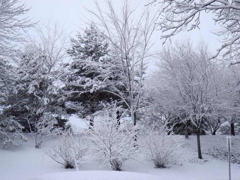 Snow-covered Trees — White, Calm, Winter, Photograph, Snow, Sky