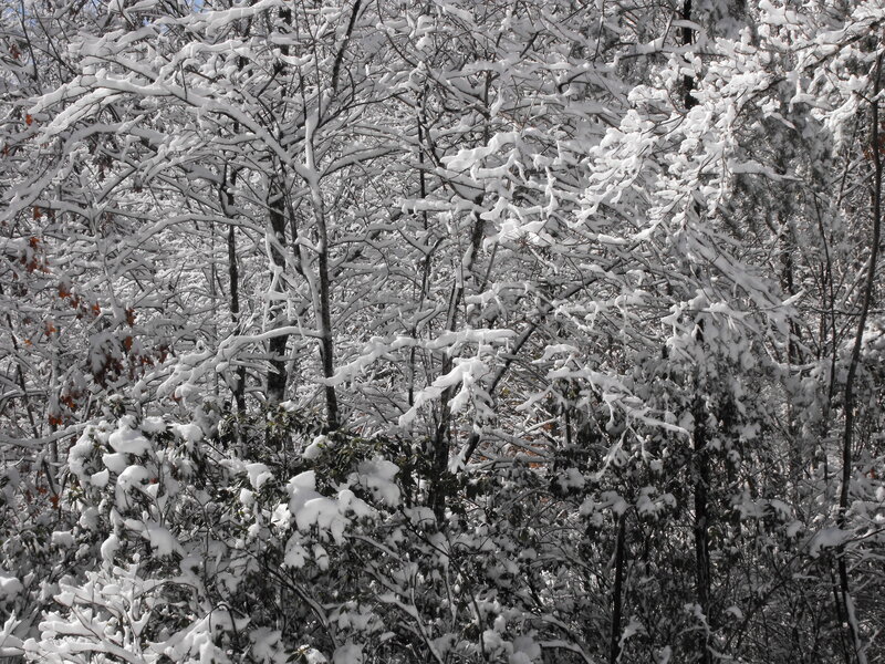 Snow-covered Trees — White, Calm, Winter, Photograph, Snow