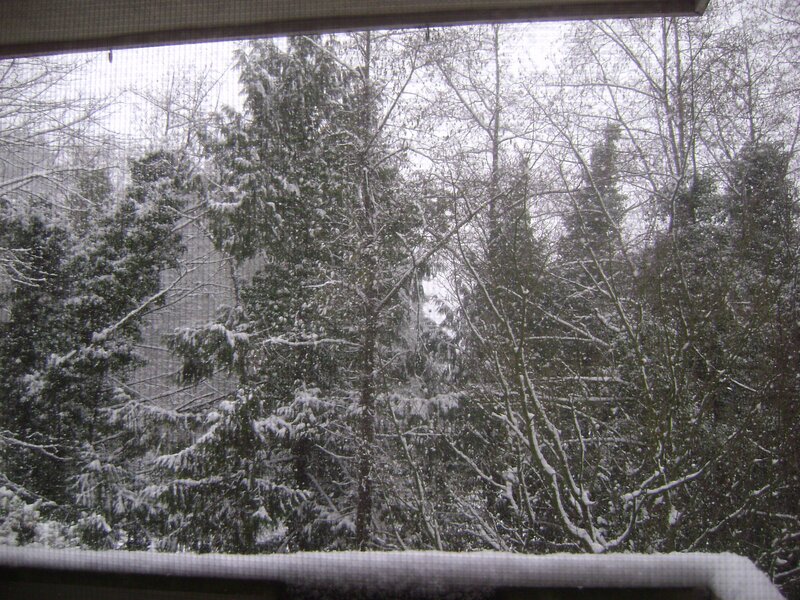 Snow-covered Trees — White, Calm, Winter, Photograph, Snow, Window Screen