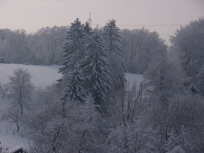 Snow-covered Trees — White, Calm, Winter, Photograph