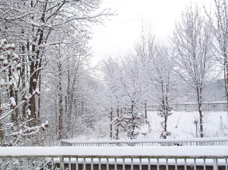 Snow-covered Trees — White, Calm, Winter