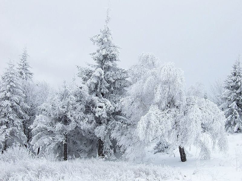 Snow-covered Trees — White, Cold