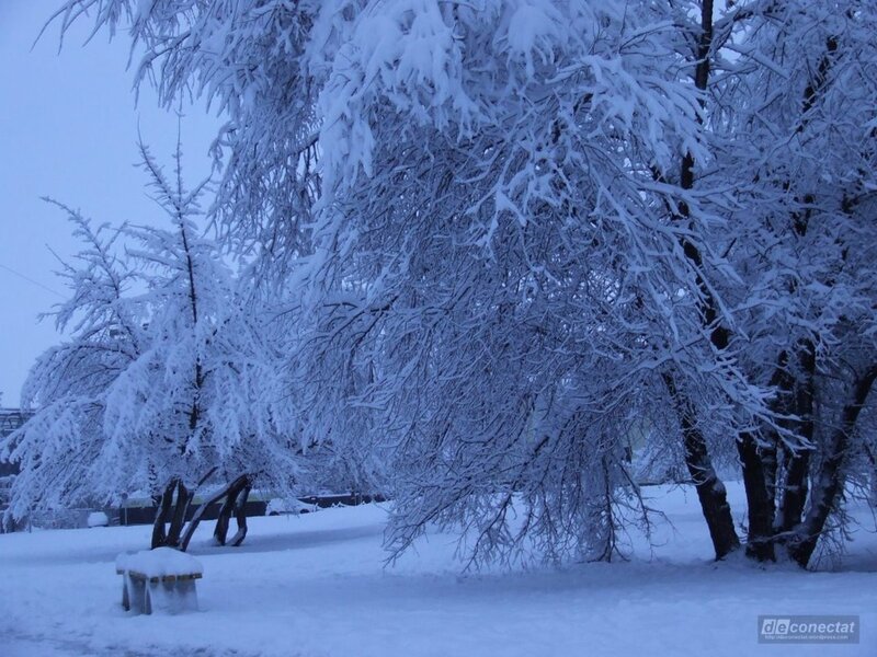Snow-covered Trees — White, Cold, Winter, Photograph, Bench