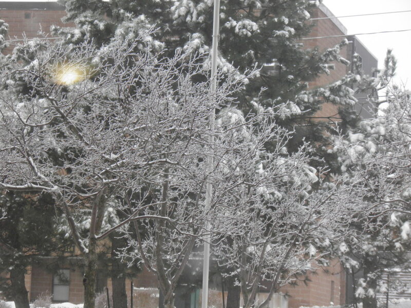 Snow-covered Trees — White, Cold, Winter, Photograph, Building