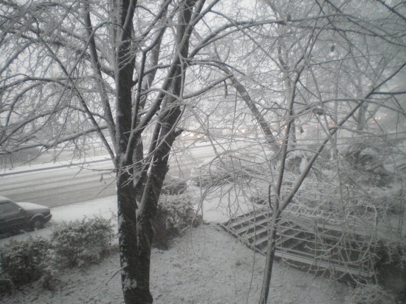 Snow-covered Trees — White, Cold, Winter, Photograph, Car
