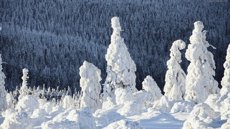 Snow-covered Trees — White, Cold, Winter, Photograph, Forest, Snow, Blue