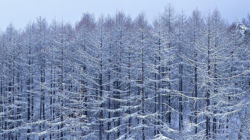 Snow-covered Trees — White, Cold, Winter, Photograph, Forest