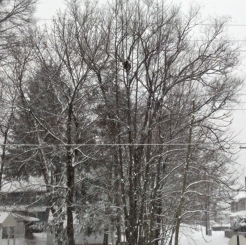 Snow-covered Trees — White, Cold, Winter, Photograph, Power Lines