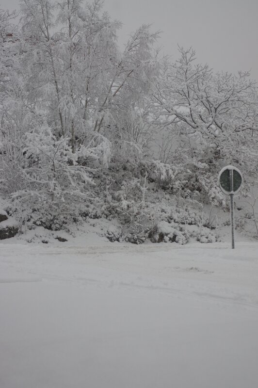 Snow-covered Trees — White, Cold, Winter, Photograph, Sign
