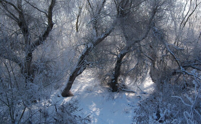 Snow-covered Trees — White, Cold, Winter, Photograph, Snow, Branches