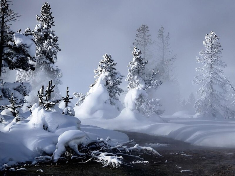Snow-covered Trees — White, Cold, Winter, Photograph, Snow, Fog, Branches