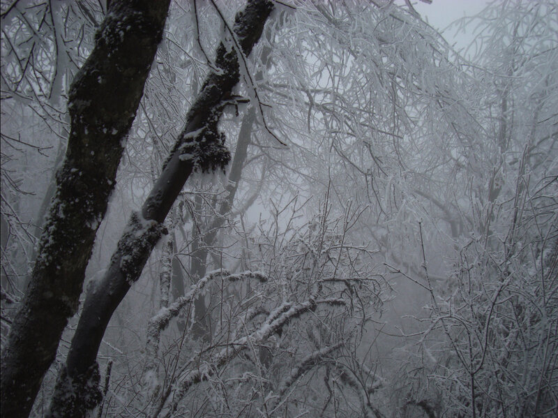 Snow-covered Trees — White, Cold, Winter, Photograph, Snow, Fog, Gray, Black
