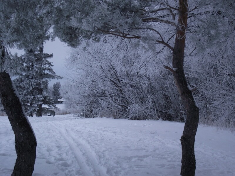 Snow-covered Trees — White, Cold, Winter, Photograph, Snow, Path