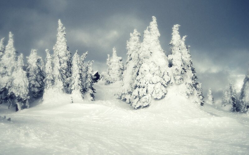 Snow-covered Trees — White, Cold, Winter, Photograph, Snow, Sky