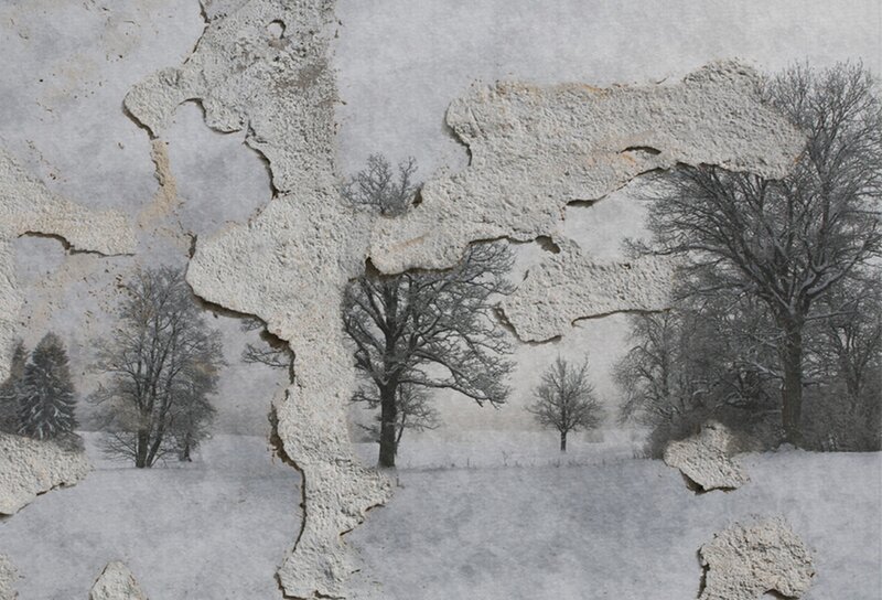 Snow-covered Trees — White, Cold, Winter, Photograph, Snow, Wall