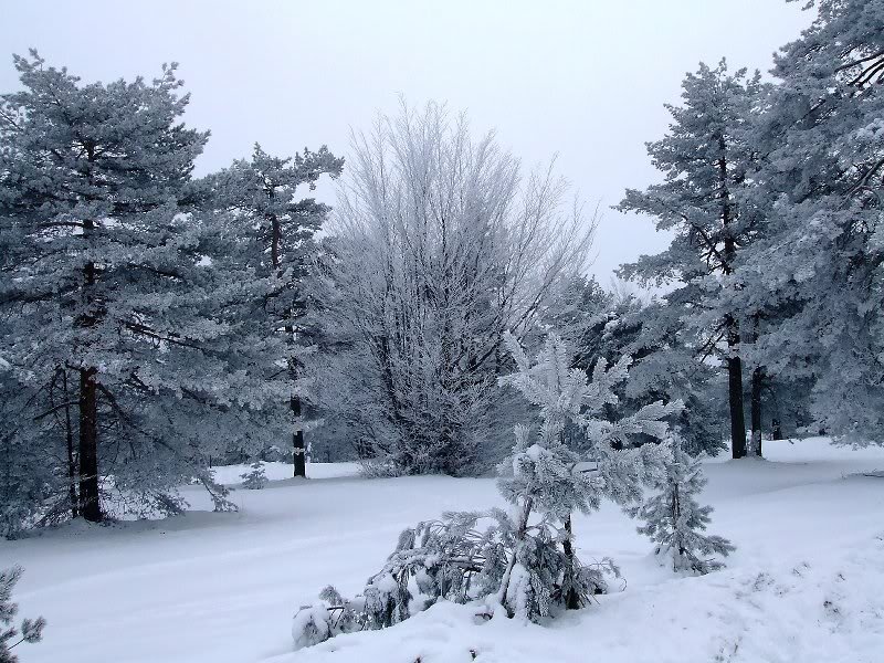 Snow-covered Trees — White, Cold, Winter, Photograph