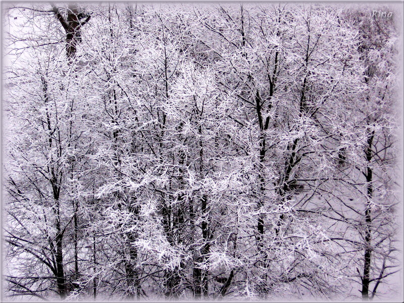 Snow-covered Trees — White, Cold, Winter